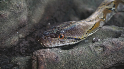 Python Reticulatus Closeup Moving On The Root.