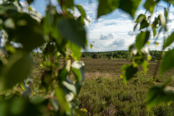 beautiful hillside landscape in the nature preservation area of the lueneburger heide