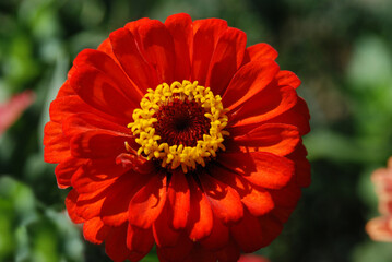 Single flower red zinnia