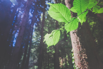 Bl&auml;tter im Gegenlicht