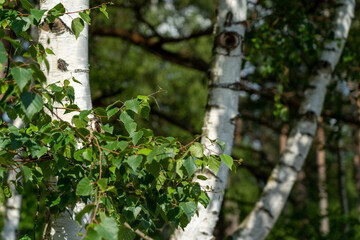 Birch trees with emerging foliage in summer time in lueneburger heide landscape