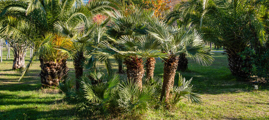 Chamaerops humilis palms, European fan palms or Mediterranean dwarf palms in cooperative park....