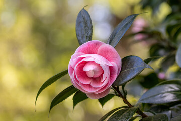 One camelia flower, on tree branch, in Terra Nostra Garden, Azores.