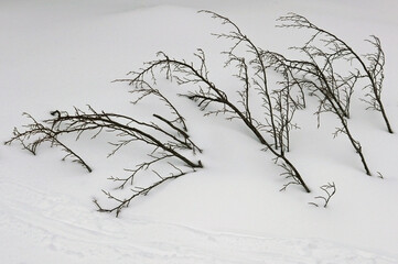 Fototapeta na wymiar rami secchi a terra nella neve in montagna