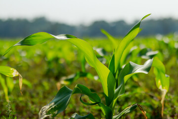 Maize as corn is a cereal grain that a deciduous food and coniferous