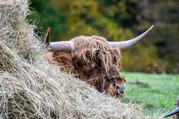 Long-haired brown longhorn highland cattle on meadow in hessen, germany