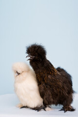 Silkie Chickens