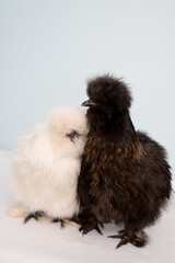 Silkie Chickens