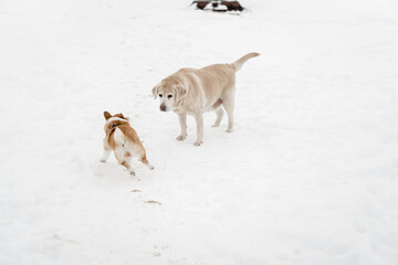 Fototapeta na wymiar funny dog friends play in the snow season in winter. A Pembroke Welsh Corgi puppy and an adult Labrador are friends forever
