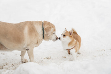 funny dog friends play in the snow season in winter. A Pembroke Welsh Corgi puppy and an adult Labrador are friends forever