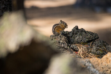 Chipmunk with seed