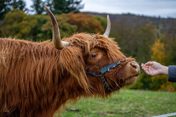Long-haired brown longhorn highland cattle on meadow in hessen, germany