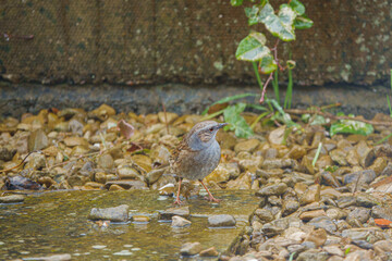 close up of a Dunnock hunting for food amongst pebbles