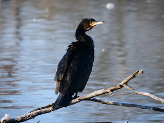 Nahaufnahme eines Kormorans auf einem Ast, Phalacrocorax carbo