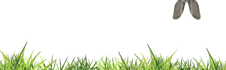 easter bunny ears peeping headlong to green grass isolated on white banner - copy space