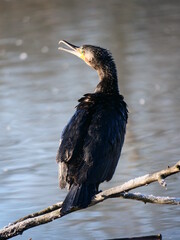 Nahaufnahme eines Cormorans, Blick nach links, Phalacrocorax carbo
