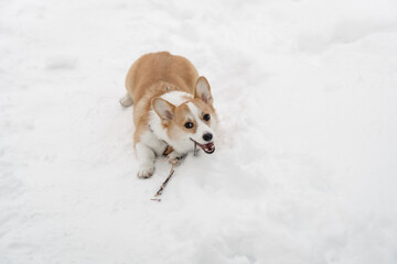 funny pembroke welsh corgi puppy runs and plays in snow drifts in winter
