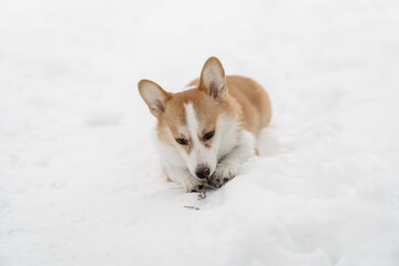 funny pembroke welsh corgi puppy runs and plays in snow drifts in winter