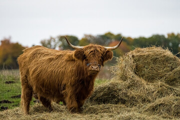 Long-haired brown longhorn highland cattle on meadow in hessen, germany