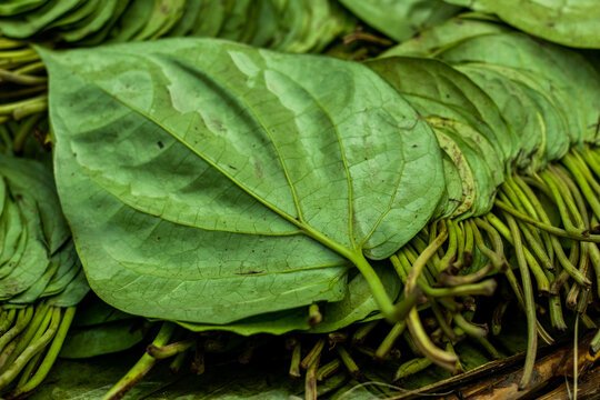 Betel leaf is mostly consumed in Asia and the betel or Piper betle