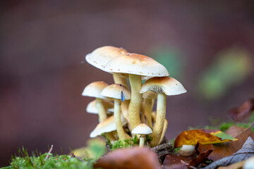 Hypholoma fasciculare fungus growing on a tree stump