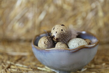 Quail eggs and feathers in a gray  cup on a hay background.Farm products concept. Organic natural quail eggs.High quality protein source.Super food. Diet food
