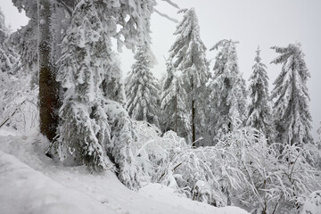 White snow covered winter forest with fir trees against clear sky at Hornisgrinde in Black Forest, Germany