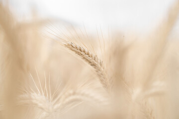 Close-up of ripe dry wheat. Beautiful natural brown grass background. Desktop background