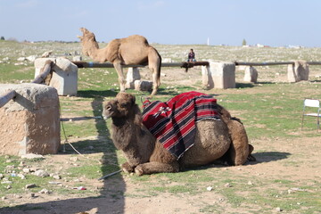 camel in the desert