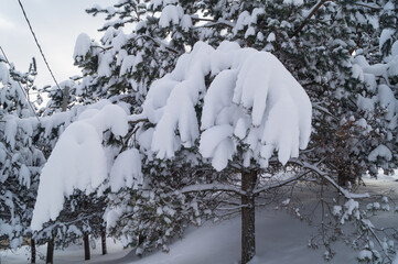 beautiful snow-covered branches in the winter park