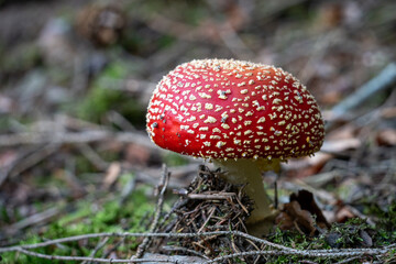 poisonous toadstool amanita muscaria mushroom on forest soil in fall