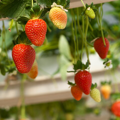 Strawberries growing in greenhouse 