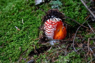 poisonous toadstool amanita muscaria mushroom on forest soil in fall