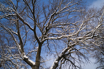 beautiful snow-covered branches in the winter park