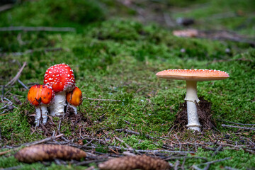 poisonous toadstool amanita muscaria mushroom on forest soil in fall