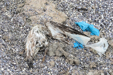 The shore is polluted with plastic bottles and bags. A lot of trash on the seaside.