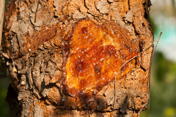 Pine trunk with resin texture