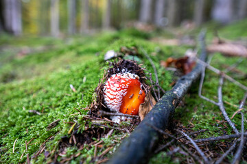 poisonous toadstool amanita muscaria mushroom on forest soil in fall