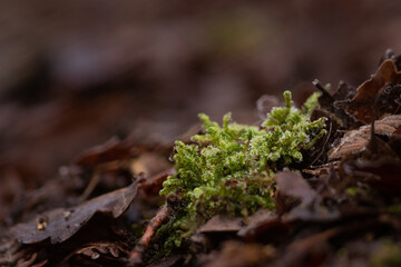 Macro picture of moss on the ground