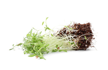 Fresh organic microgreen seeds on white background
