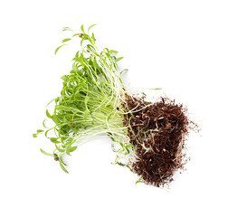 Fresh organic microgreen seeds on white background, top view
