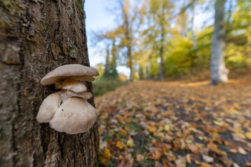 Mushrooms growing on tree trunk, close-up