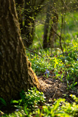 Grass and flowers in the forest in spring close-up in the rays of the setting sun