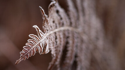 Frosty Brown Lady Fern (Athyrium filix-femina)