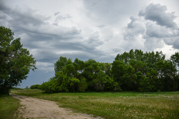 landscape with trees