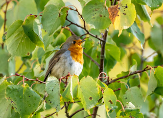 close up of a robin bird resting on a tree and chirping in fall