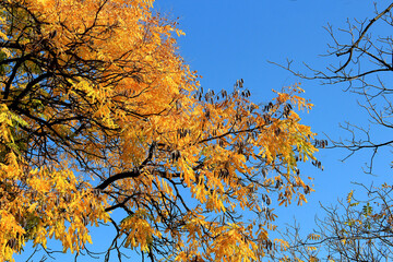 bright colors of autumn in the botanical garden