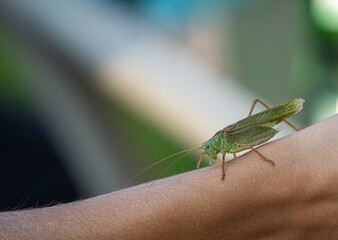 close up of a grasshopper sitting on a human arm