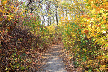 bright colors of autumn in the botanical garden