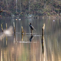 Great Black Cormorant resting on a snag tree